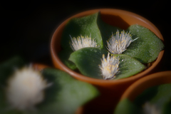 Massonia longipes