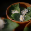 Massonia longipes
