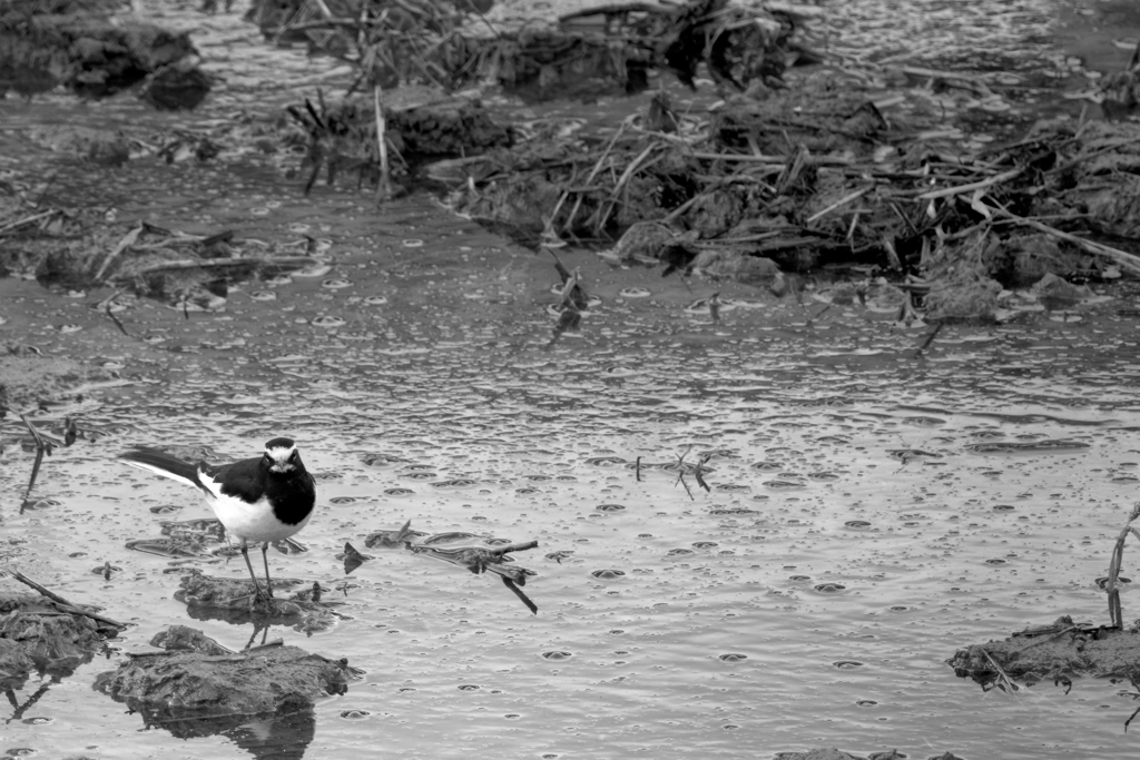 怠惰なる野鳥撮影 File №05 「背黒鶺鴒」