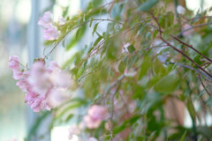 時にはお花でも