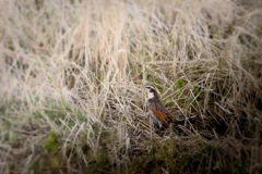 怠惰なる野鳥撮影 File №01 「TUGUMI」