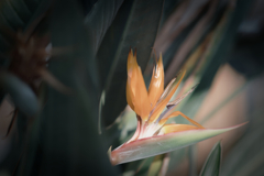 美魔女の花