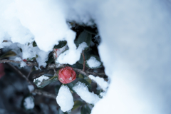 雪の中のサザンカ