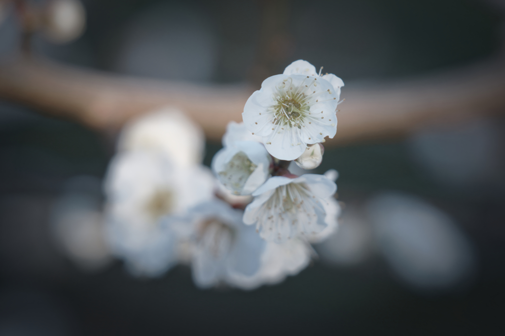 たまにはお花でも