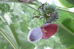 Plantain.