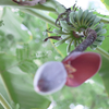 Plantain.