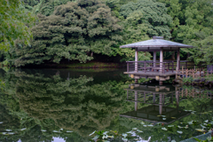 高岡古城公園を流離う
