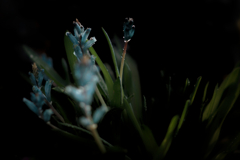 Lachenalia viridiflora