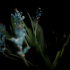 Lachenalia viridiflora