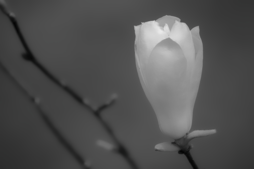 MONOCHROME -白木蓮-