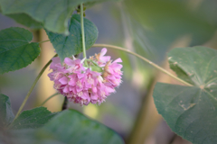 Dombeya wallichii