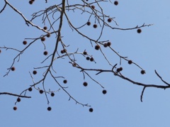 真っ黒クロスケ