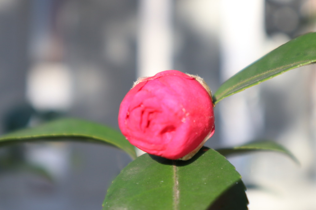 これから咲きます。