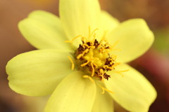 黄金の花