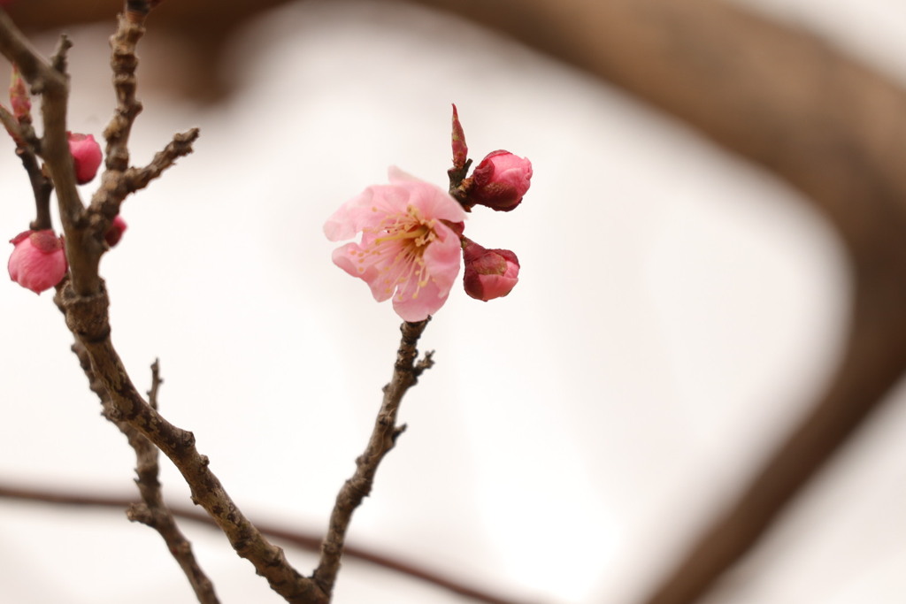 梅の花