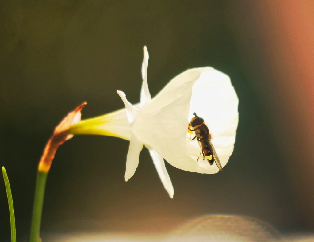 今年最後の蜜吸いかな