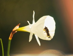 今年最後の蜜吸いかな