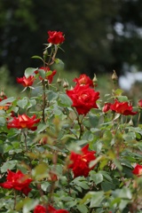 真っ赤な薔薇