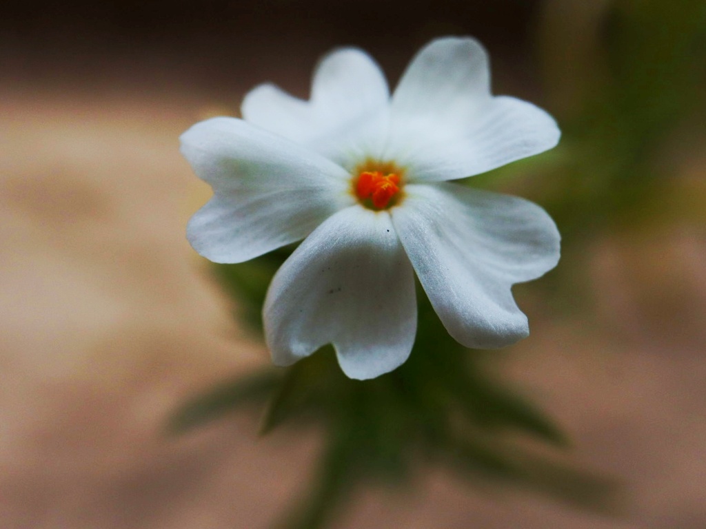 芝桜