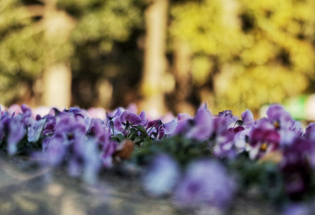 遠くに見えるは…