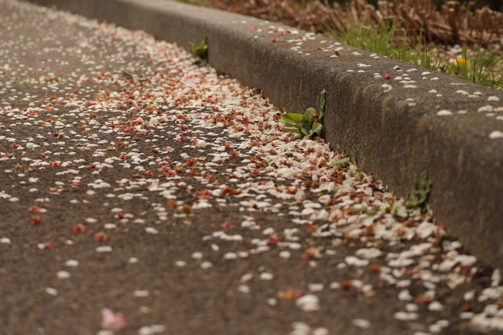 落ちた花弁