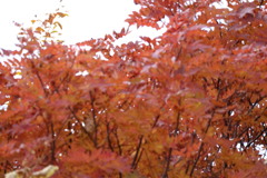 紅葉狩り