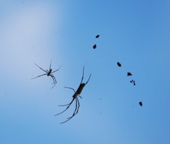 雲に蜘蛛