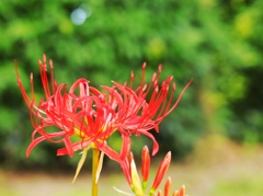 曼珠沙華