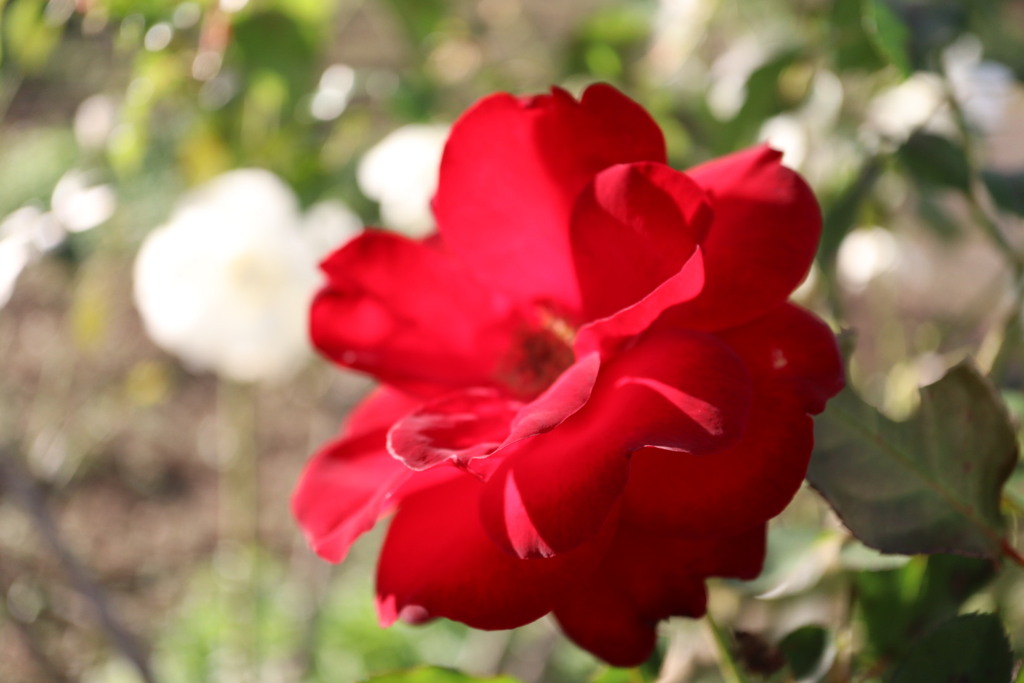 真っ赤でしょう