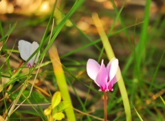 シクラメンの原種