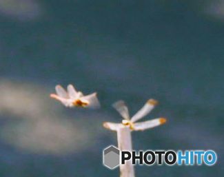 そろそろ私達の出番かな？