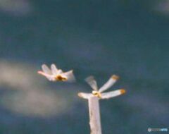 そろそろ私達の出番かな？