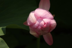 古代ハスの蕾