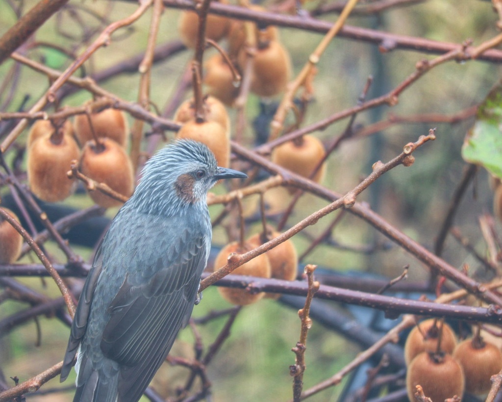 庭に来た野鳥　2