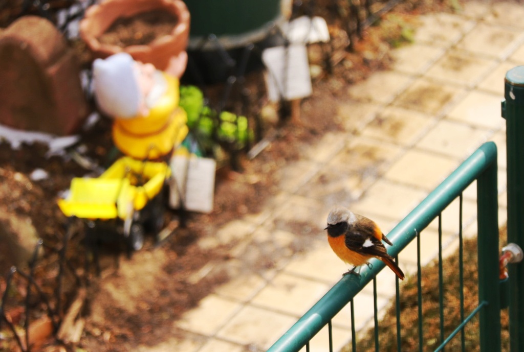 今日も来ました。