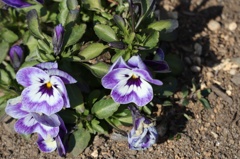 2人の爺が日向ぼっこ