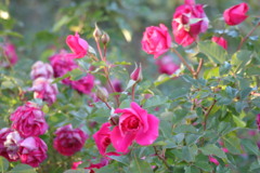 薔薇