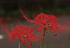 彼岸花姉妹