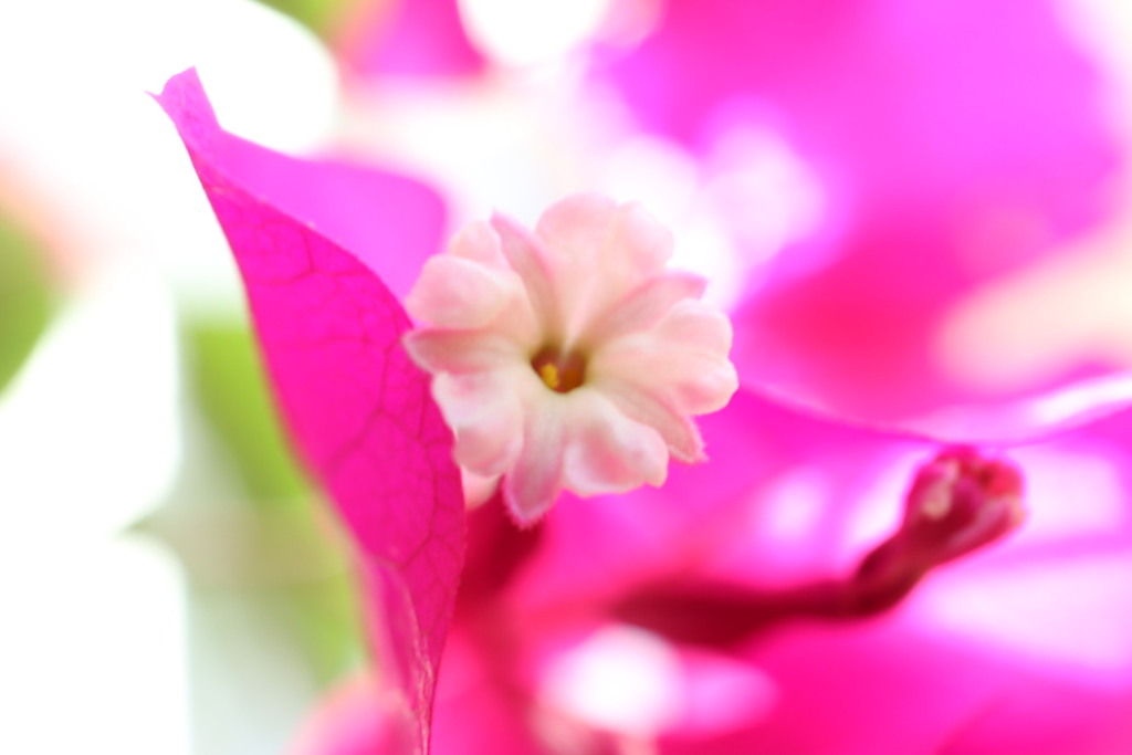 ブーゲンビリア