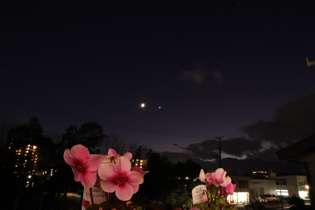 月、金星、シクラメン