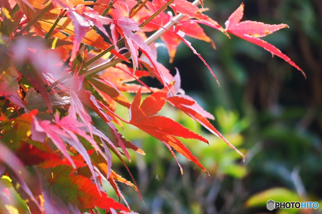 紅葉