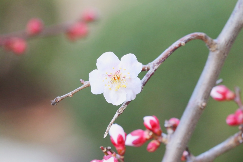 春です。