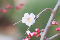 春です。