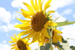 夏のヒマワリ