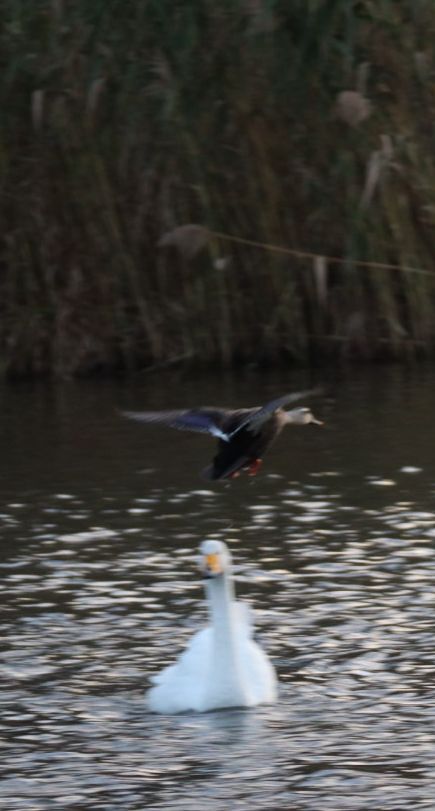 白鳥と？不明