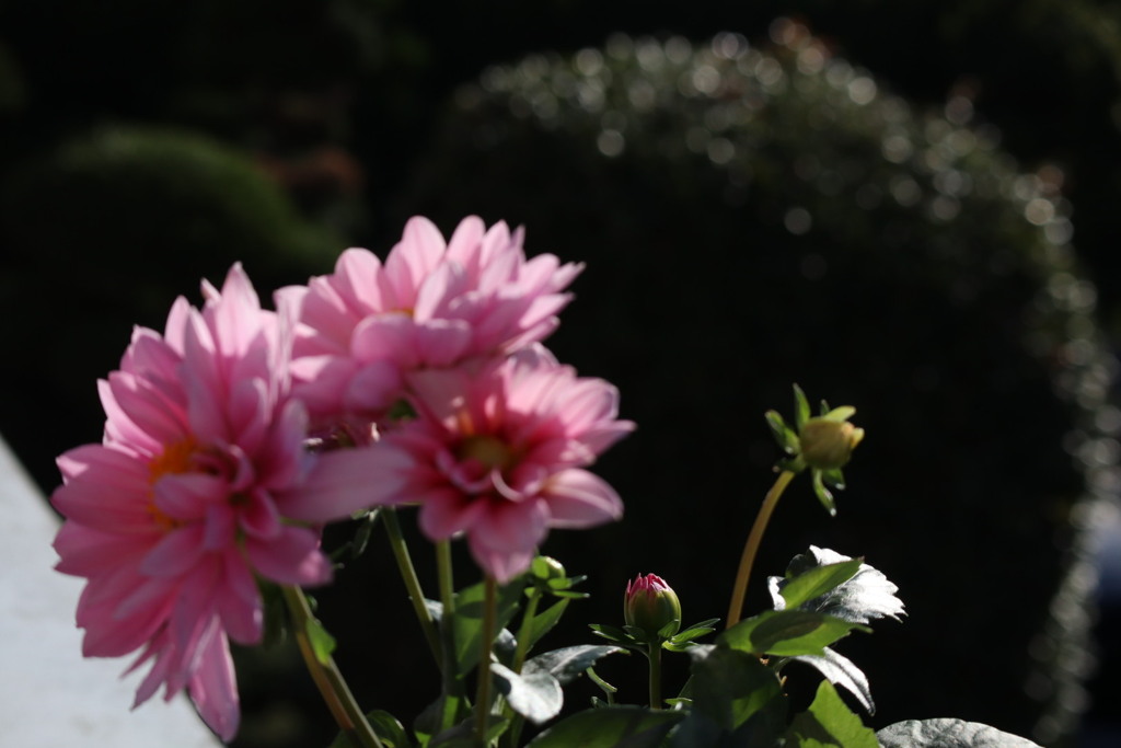 お早うございます。