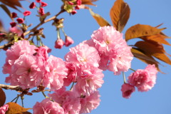 八重桜