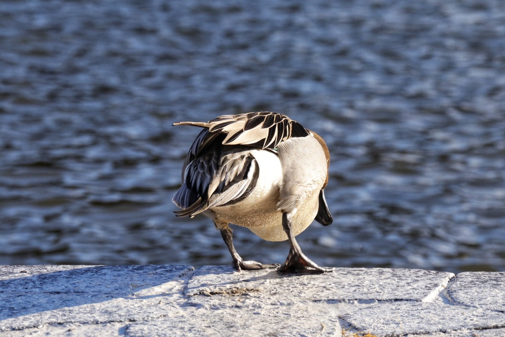 お尻写さないで。