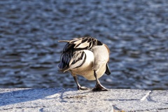 お尻写さないで。