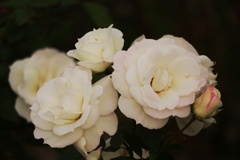 秋薔薇